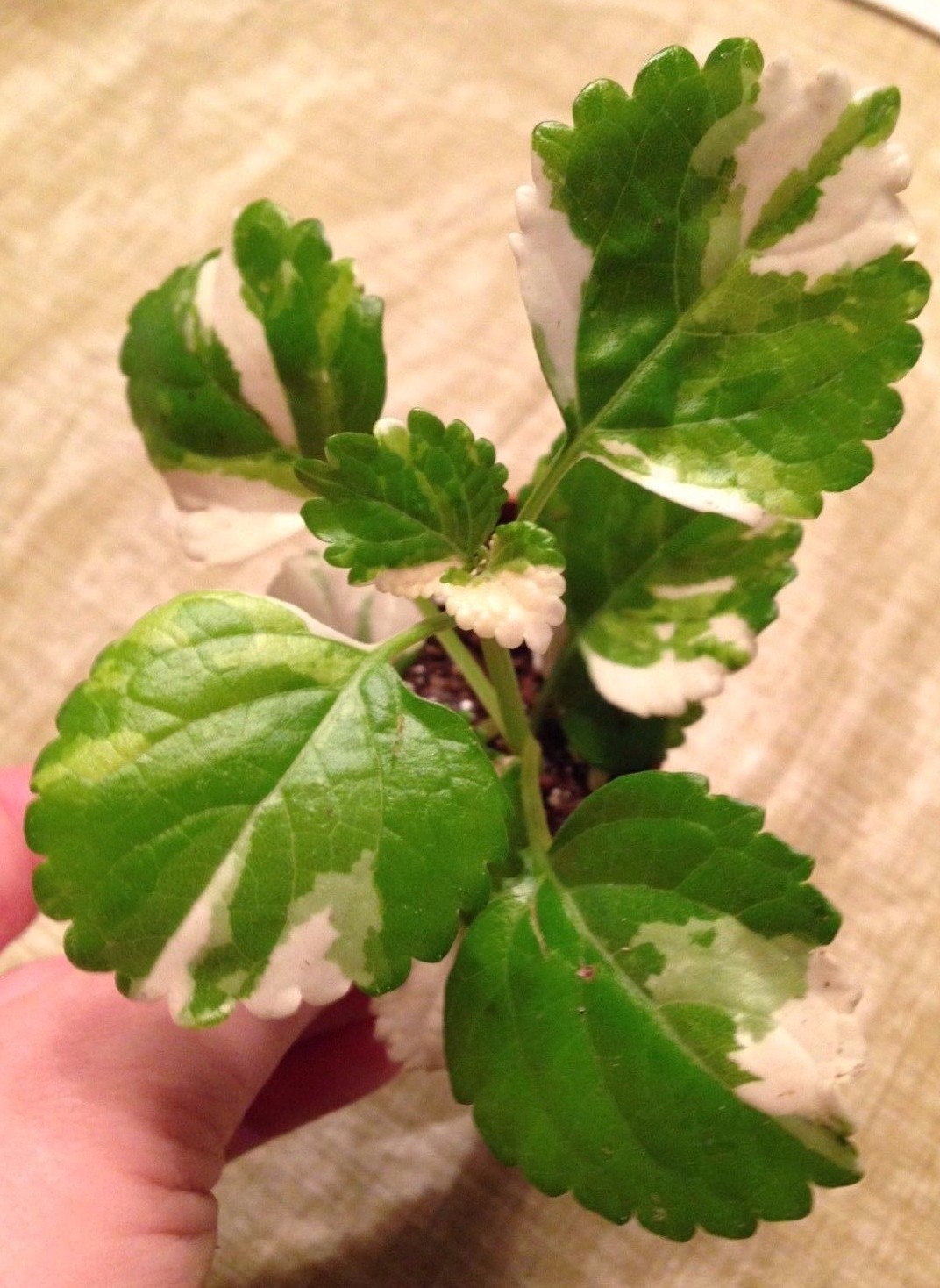 **ORIGINAL** VARIEGATED SWEDISH IVY (PLECTRANTHUS AUSTRALIS VAR.) – 2 1/4″ POT