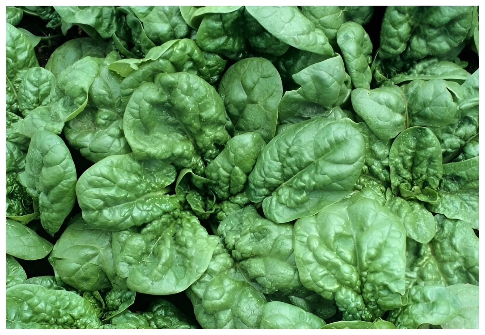 200 Heirloom Bloomsdale Spinach Seeds Fast Growing NonGMO Winter Garden Classic