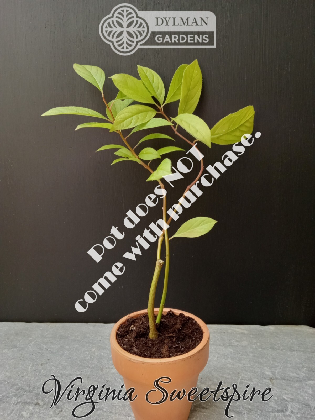 Sweetspire (Itea virginica) – Virginia Willow – Live Plant – Multiple Sizes