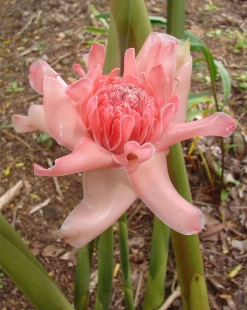~PINK TORCH~ Ginger Exotic Etlingera elatior Fresh 15 SEEDS USA seller