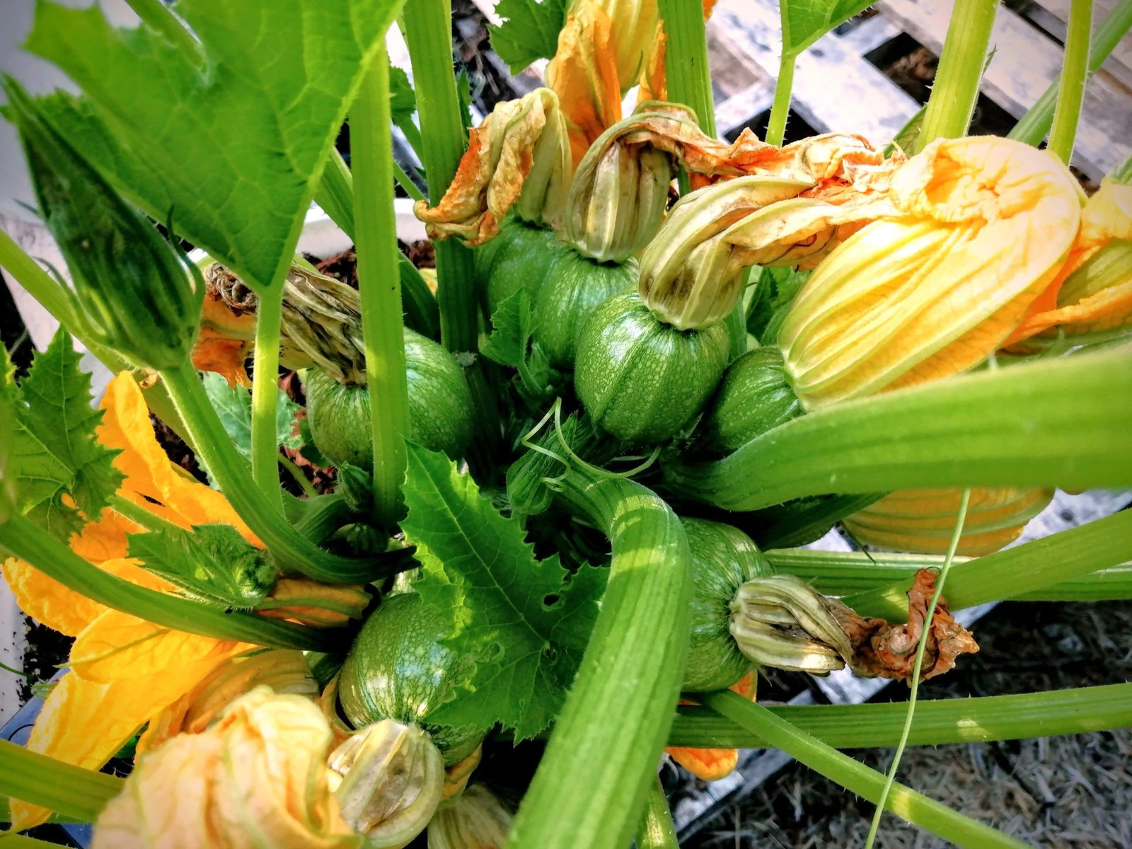 Round Zucchini Seeds | 8 Eight Ball Squash Ronde Courgette Vegetable Seed 2024