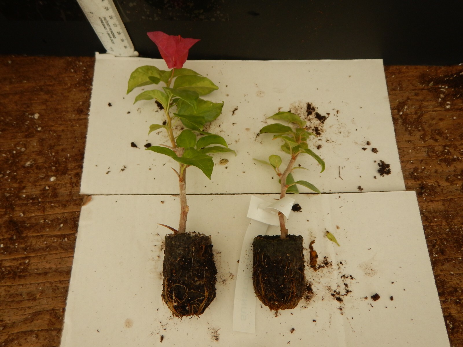 Well Rooted **SUNSTONE RED** Live Bougainvillea starter/plug plant*