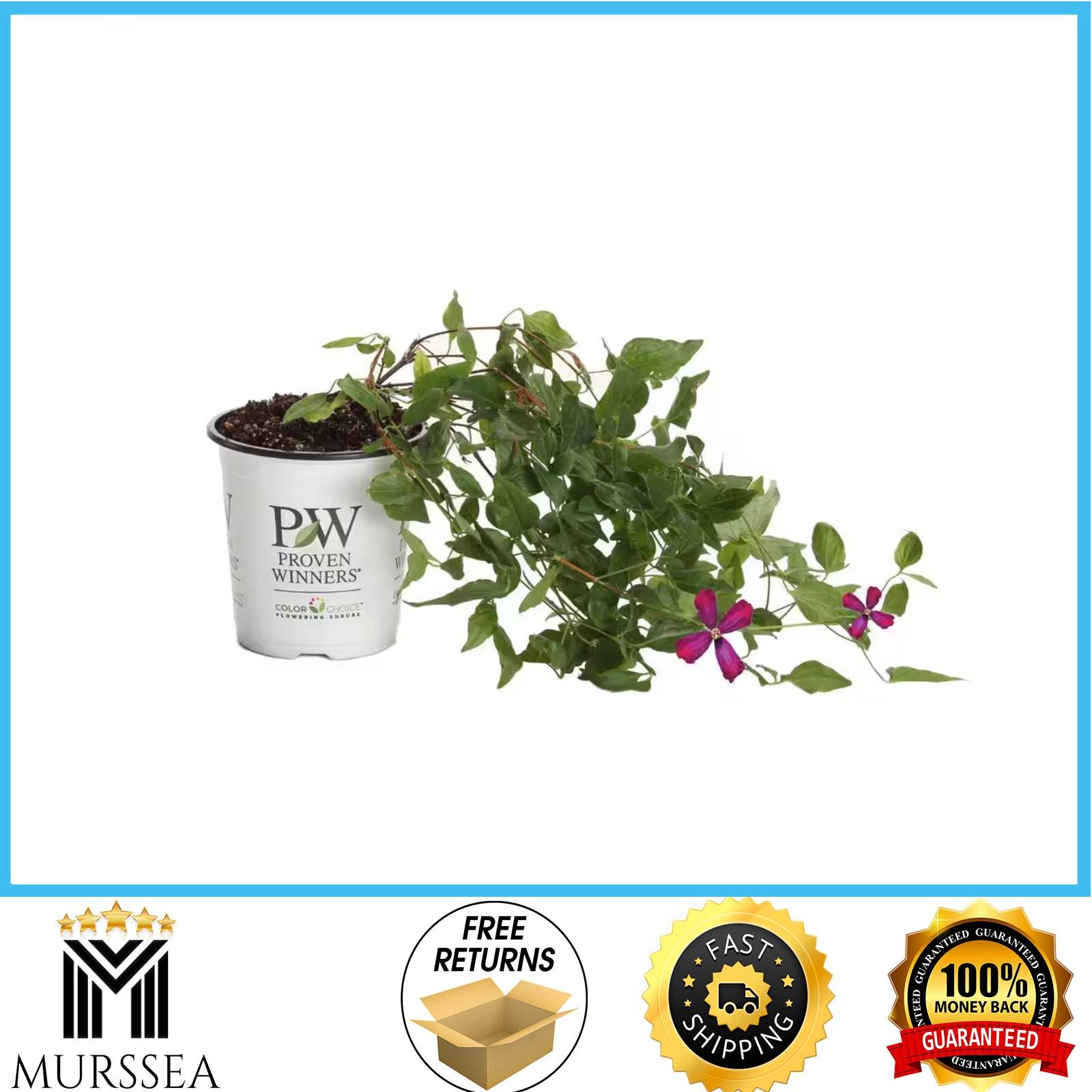 Proven Winners Sweet Summer Love Clematis Live Shrub Plant Red Purple Flowers 4.