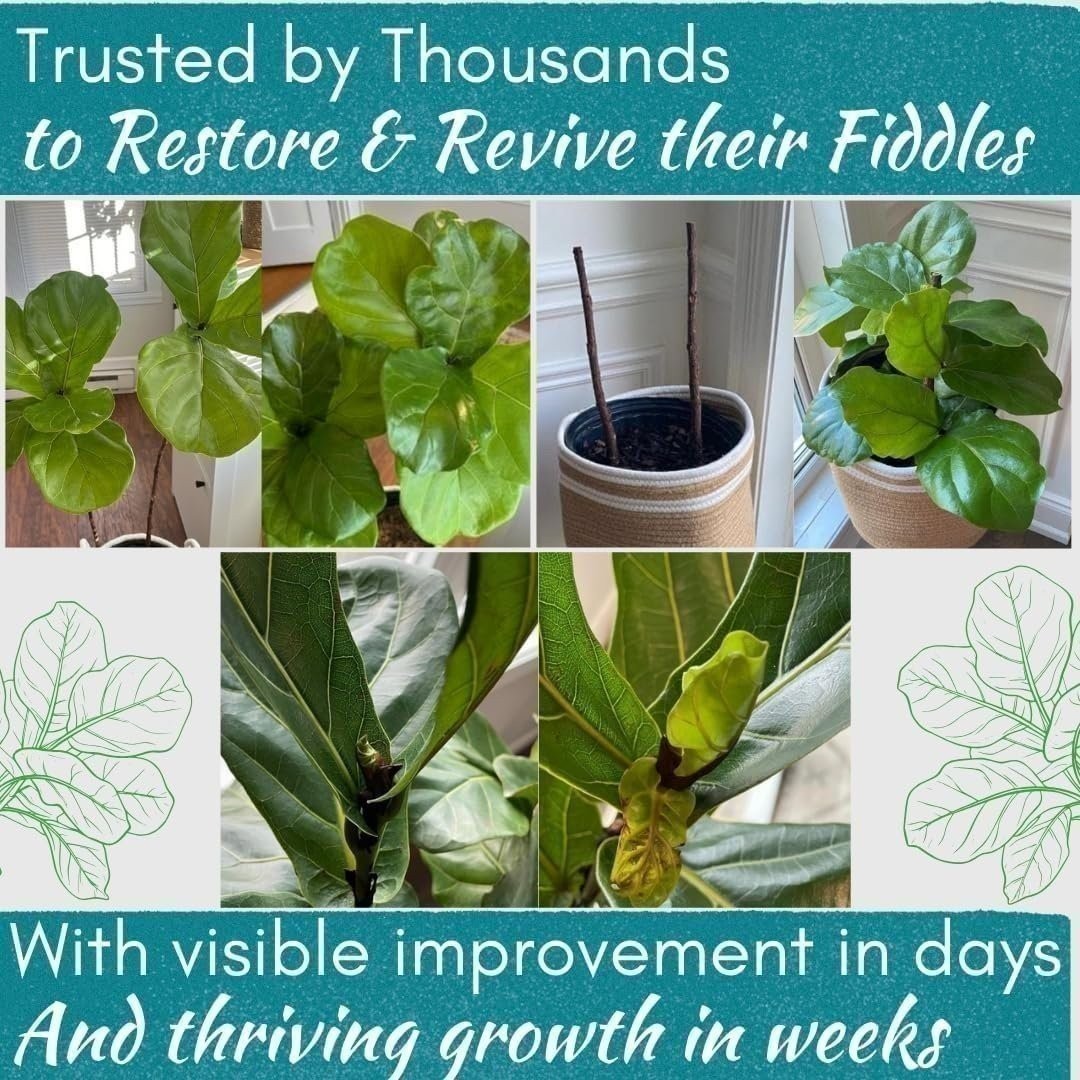 Fiddle Leaf Fig Rescue Drops – 3-in-1 Fertilizer, Root & Immunity Boost (100ml)