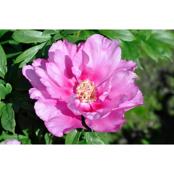 First Arrival Itoh Bareroot Peony, 2-3 Eye, Great for Fall or Spring Planting!