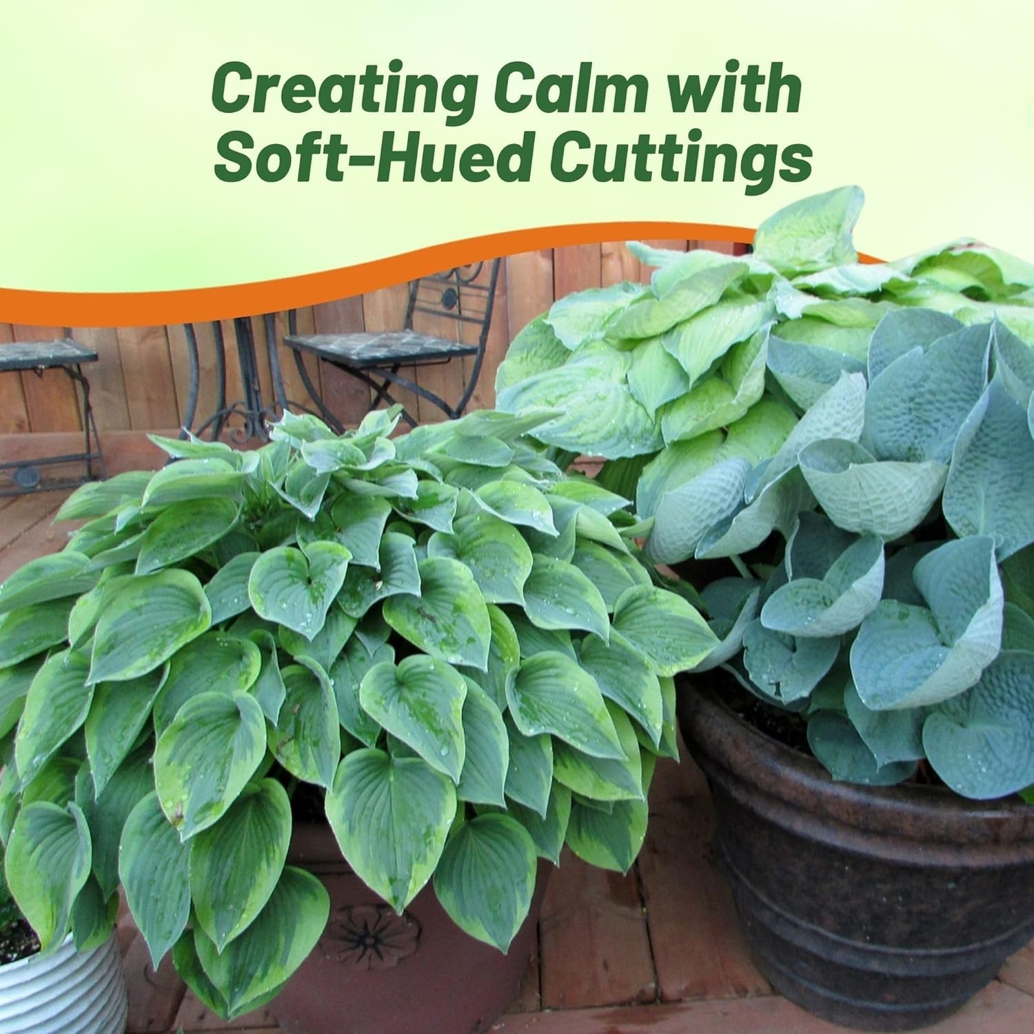 Low Maintenance Hosta Seeds – 50 Pcs. for Shade Gardens with -Round Elegance