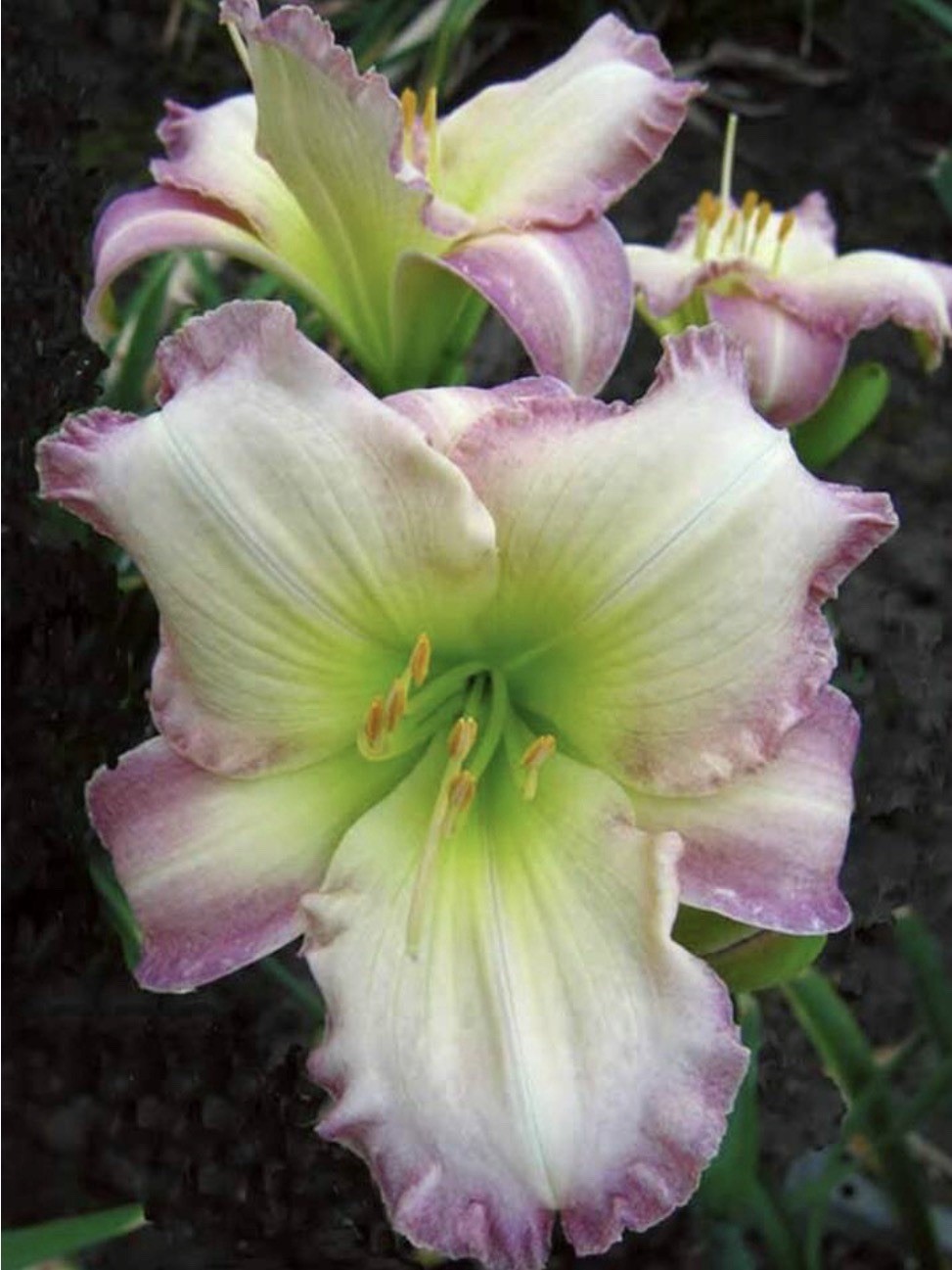 POTTED Daylily SEAL OF APPROVAL 1 Gal Size Pot Pastel Multi Color Show 5” Blooms