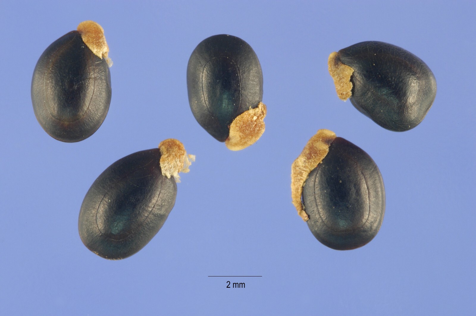 100 Acacia mearnsii Seeds ~ Black Wattle Seeds