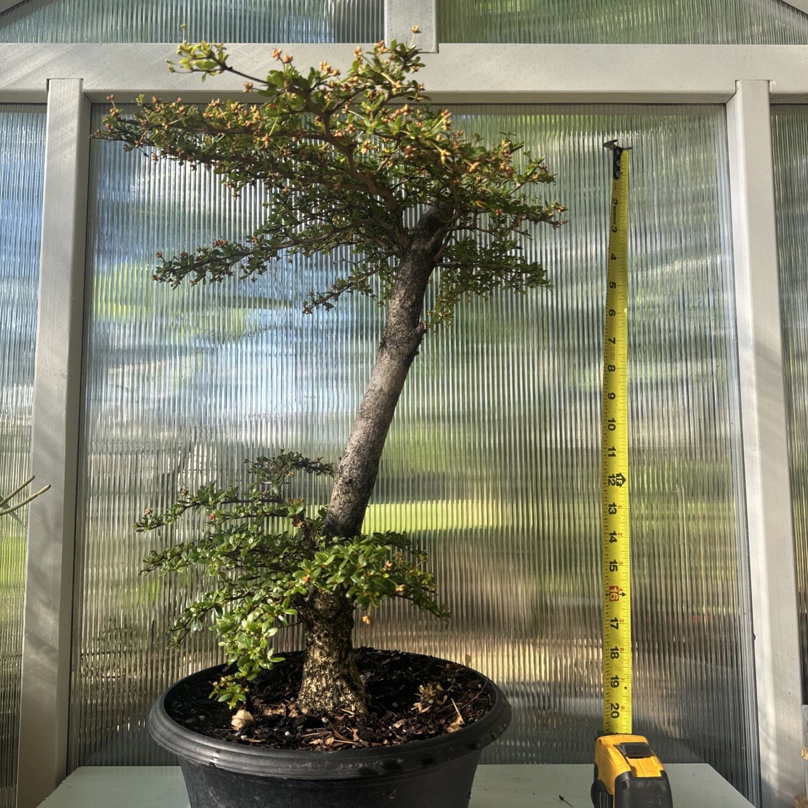 Dwarf Black Olive Bonsai (Bucida buceras ‘Shady Lady’) – Specimen Size – WYSIWYG