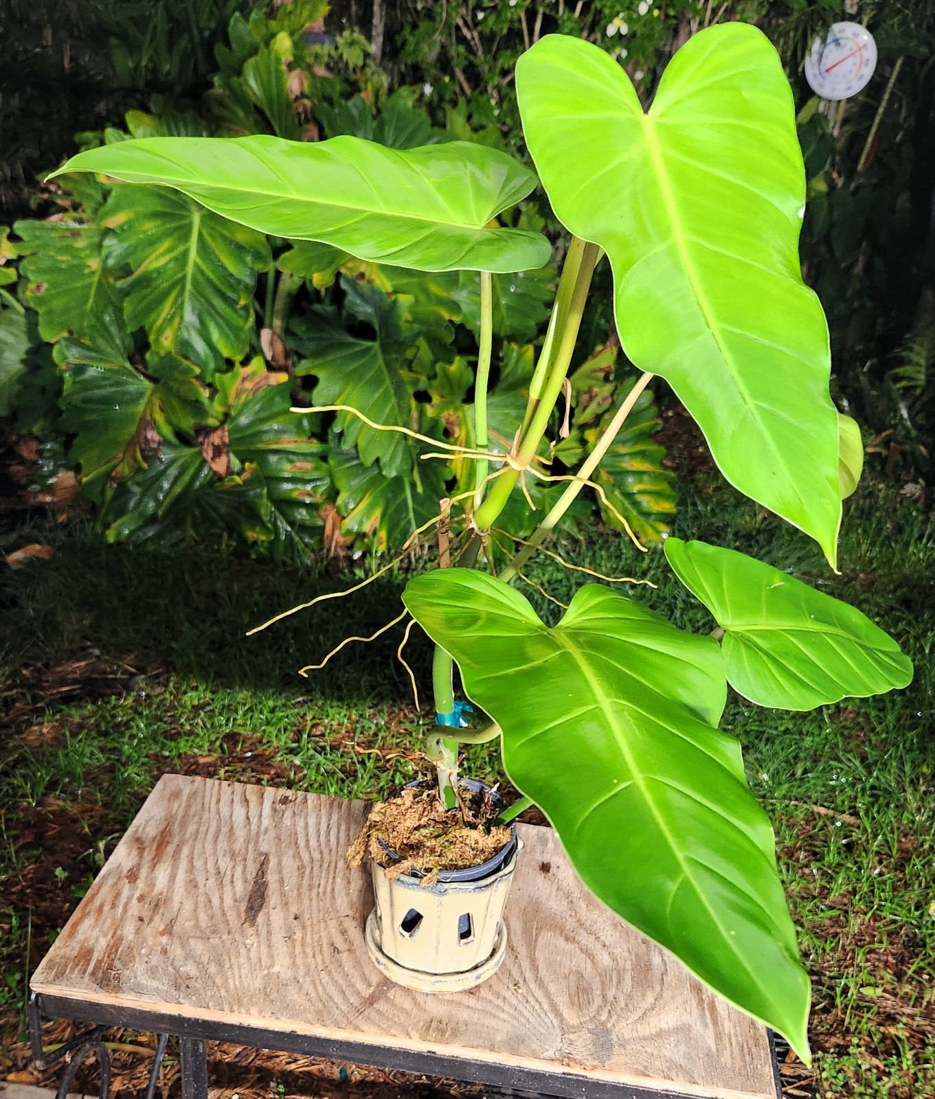 Philodendron Species Plant 5″ Pot 25″ Tall 24″ Wide
