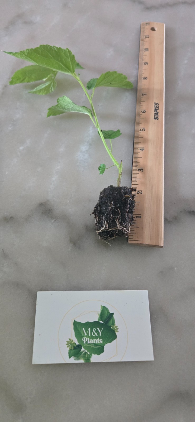 Jamaican Cherry Tree Live Plant – Muntingia Calabura – Fast Growing Sweet Fruit