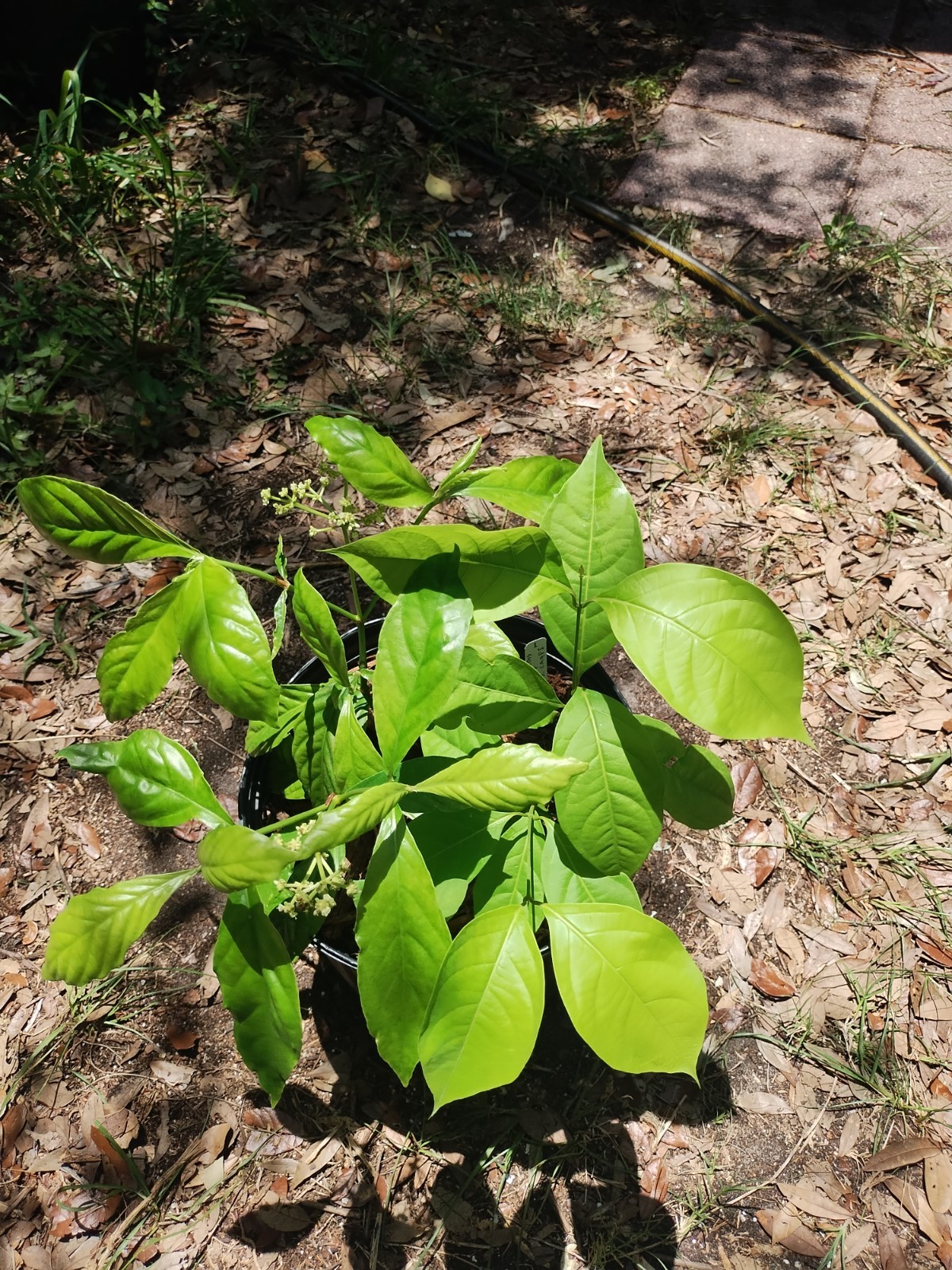 2 Plant Combo South American Psychotria V. And B. Caapi Plant In Same Pot # 1