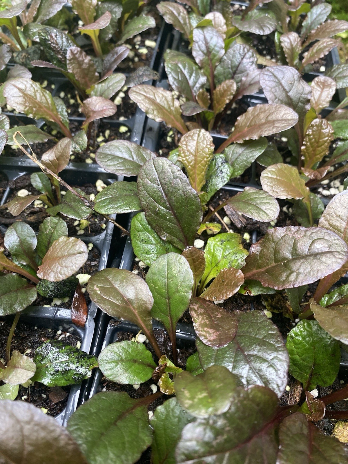 Ajuga Bronze Beauty Flower Plant Wild plant 3 plants, Perennial Ground Cover.