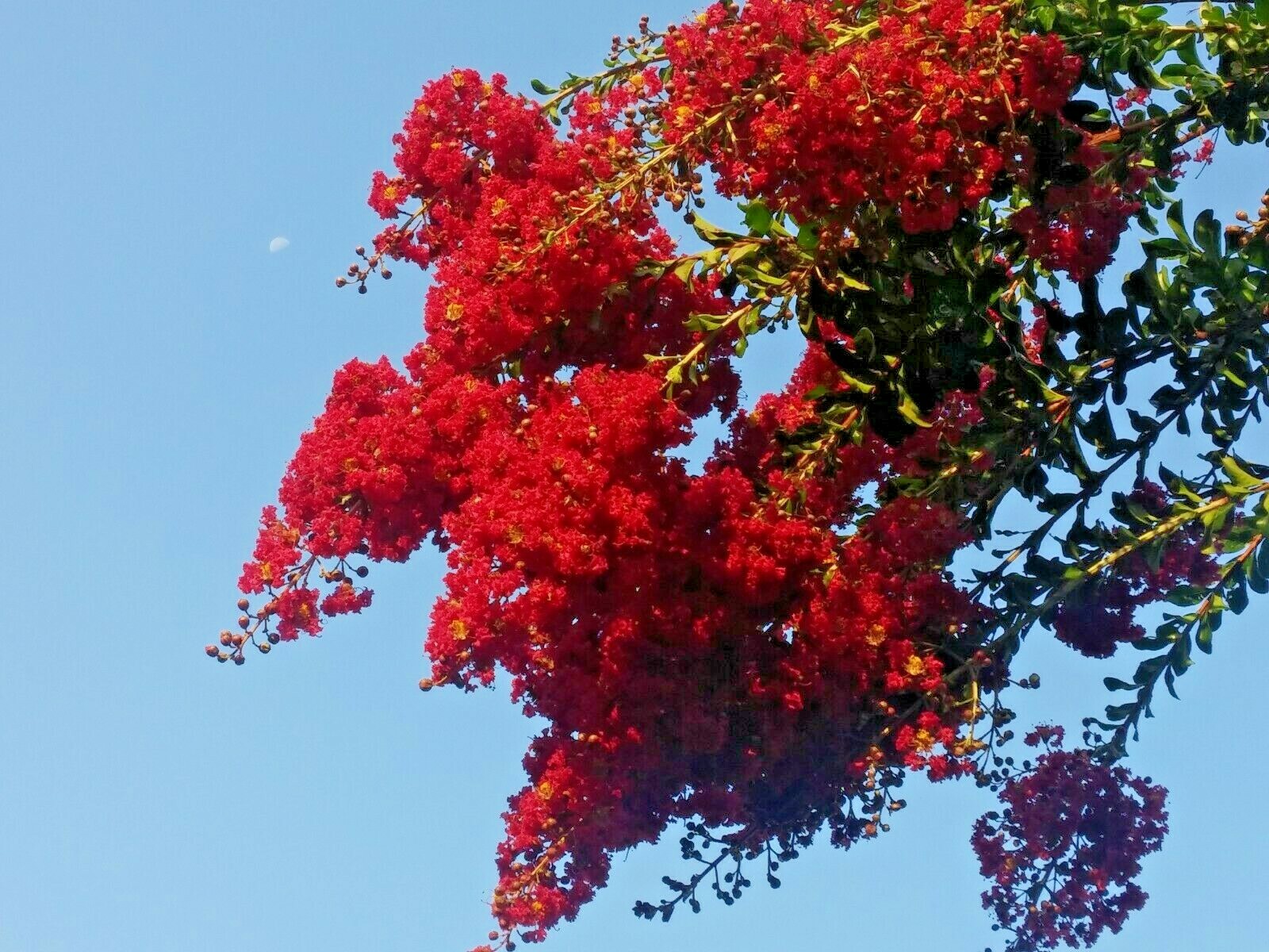 25+5 cuttings Beautiful Red Pink Raspberry Crepe Myrtle Crape Tree Lagerstroemia