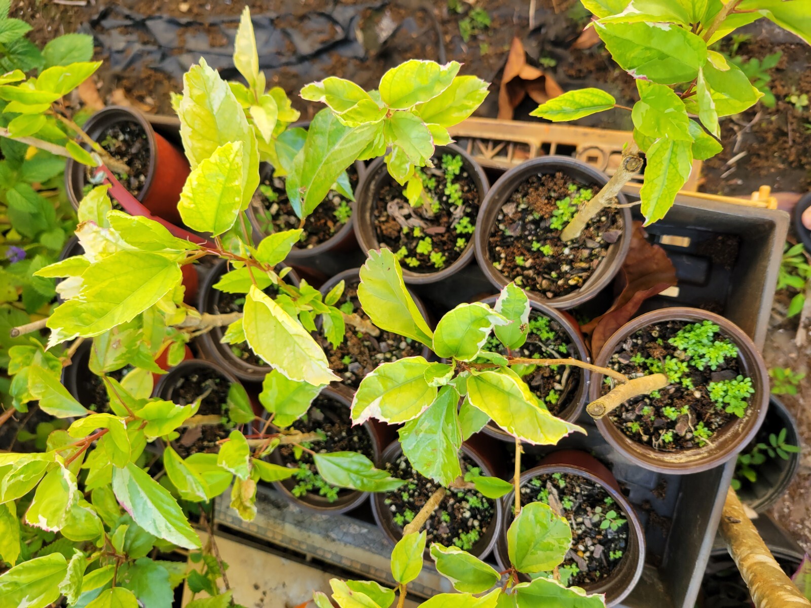 ~SNOW QUEEN~ Rosa-Sinesis Variegated Green White Leaves & Red Flower