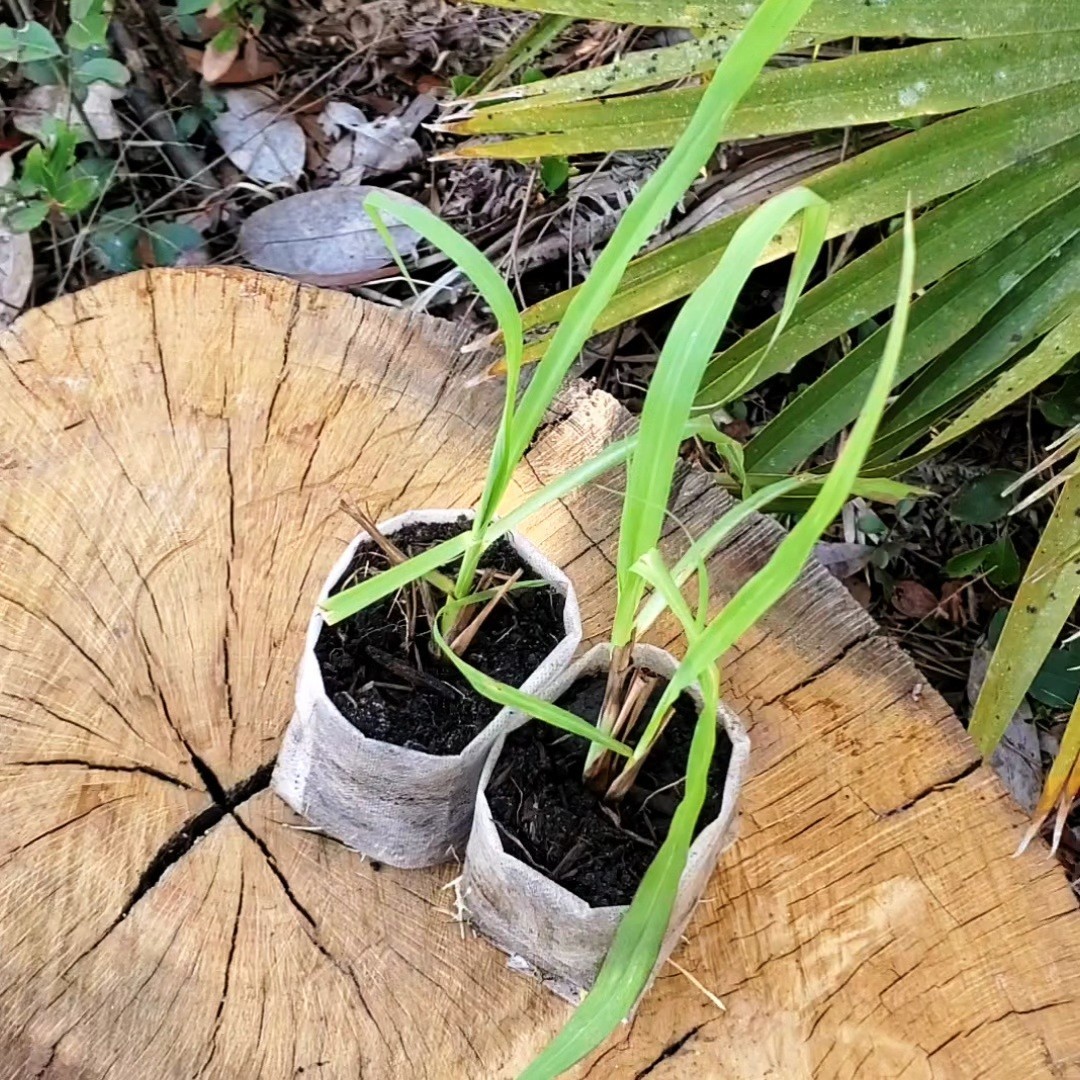 Thai Lemongrass Plants (Cymbopogon citratus) – Culinary Variety- Beyond Organic