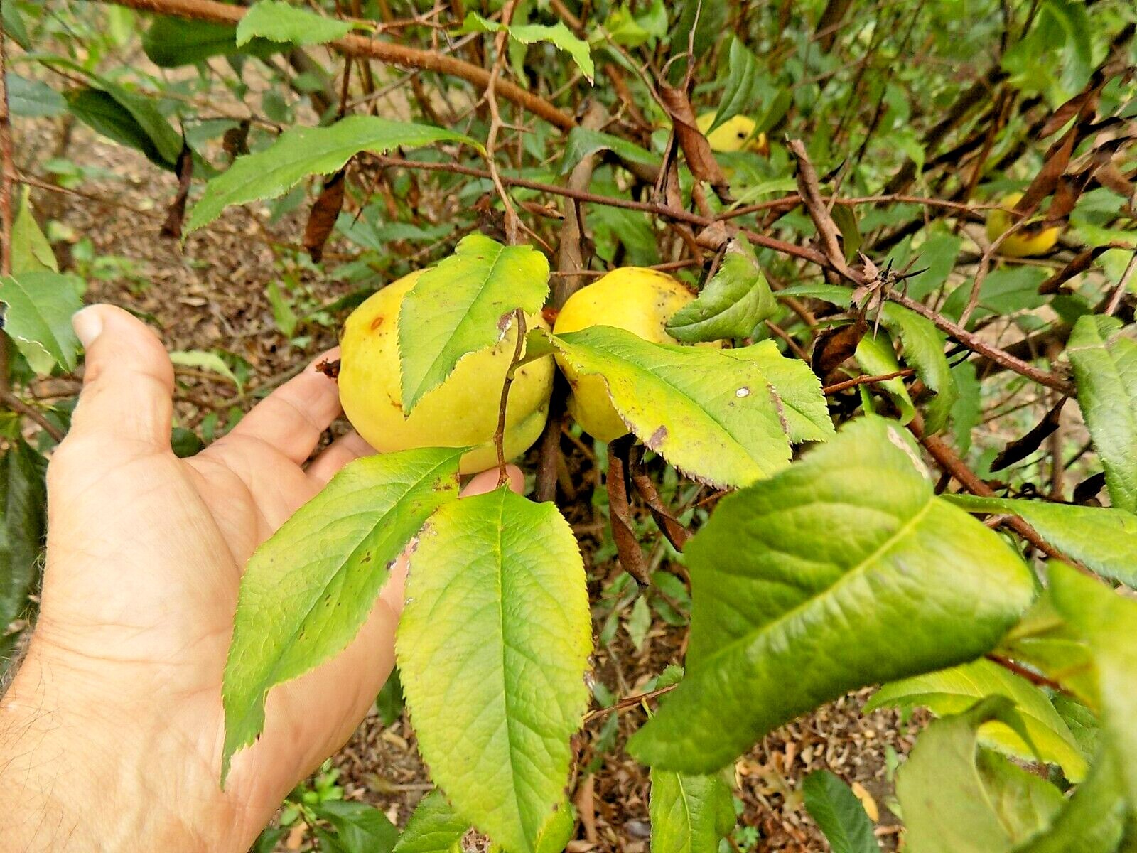 15 MOUNT EVEREST QUINCE SEEDS – Chaenomeles × vilmoriniana