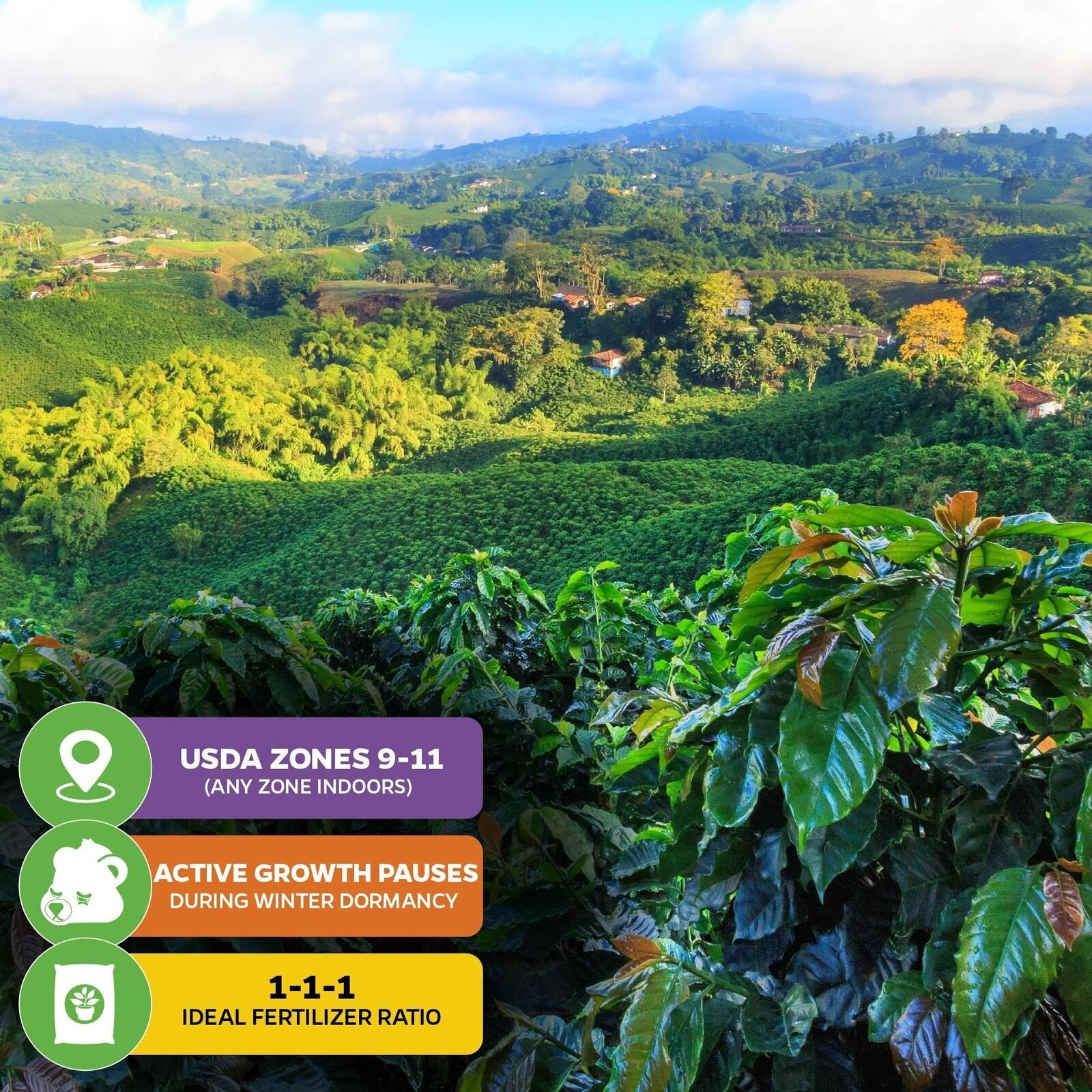Coffee Plant – Coffea arabica – Live Plant