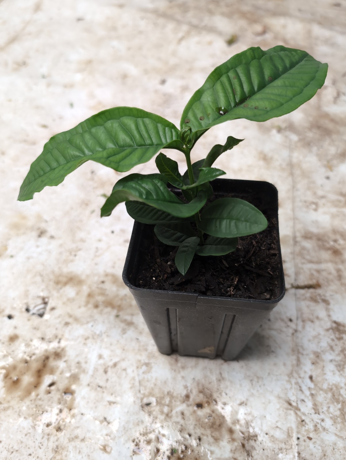 Syzygium Aqueum – “Jambo Branco” (White Water Apple) – Tropical Myrtaceae