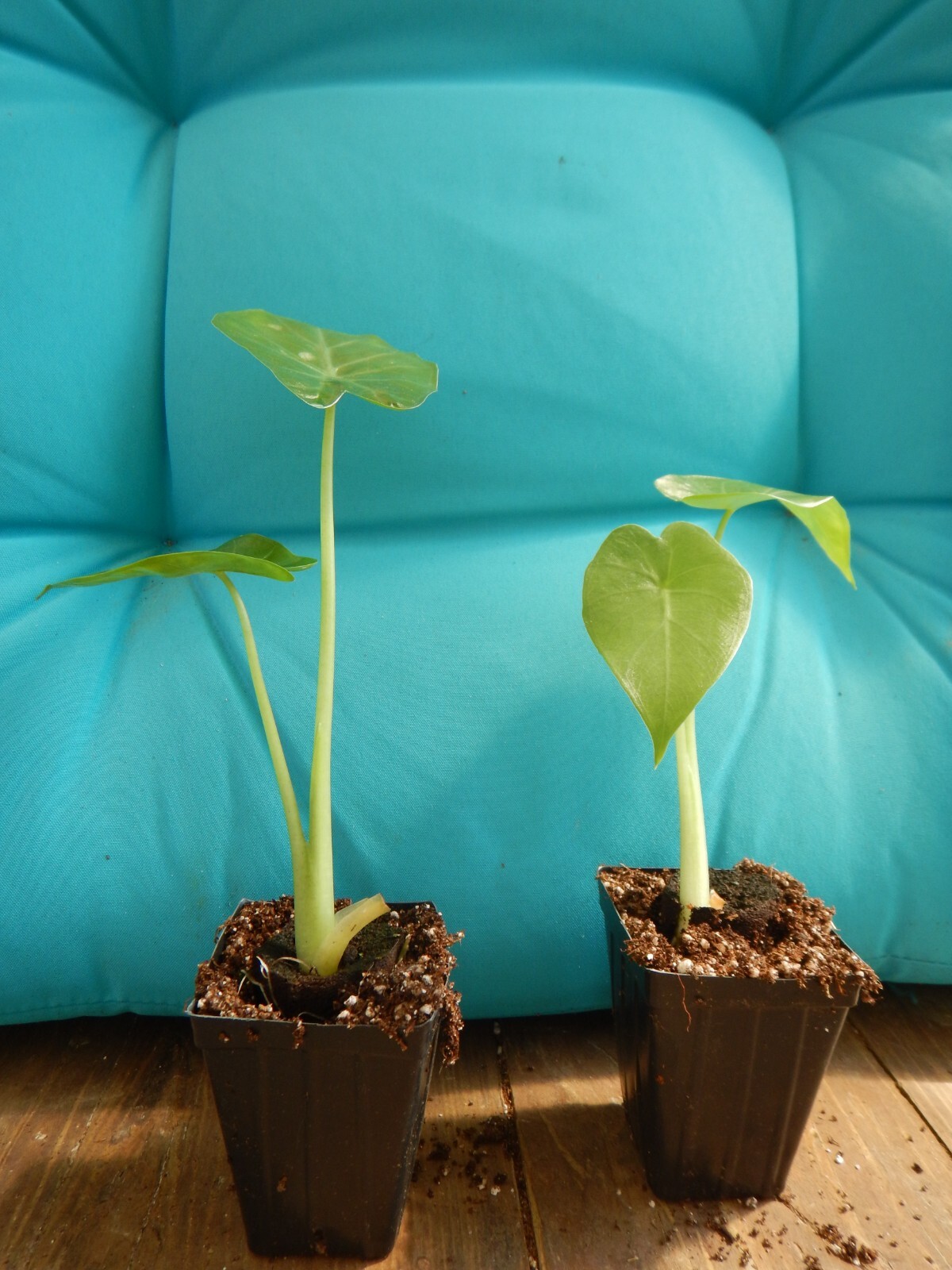 ***CALIDORA*** Elephant Ear Alocasia Live Starter Plant**COLD HARDY**GETS HUGE!