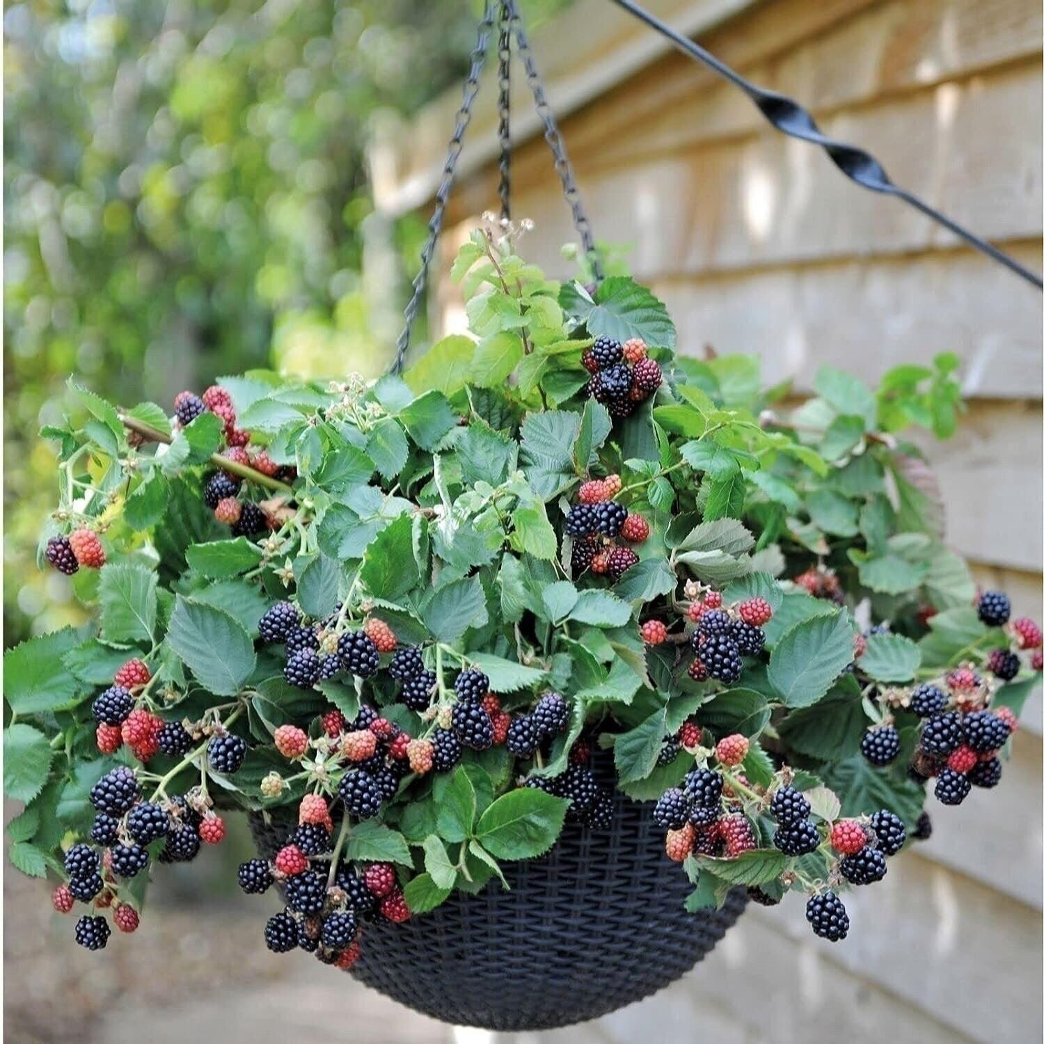 Blackberry Plant – Live Plants in 2 Inch Pots – Rubus – Fruit Trees