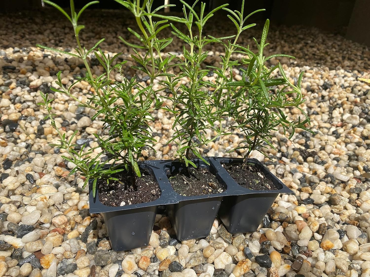 Creeping Rosemary in 2.5” Nursery Cubes (Rosmarinus officinalis ‘Prostratus’)