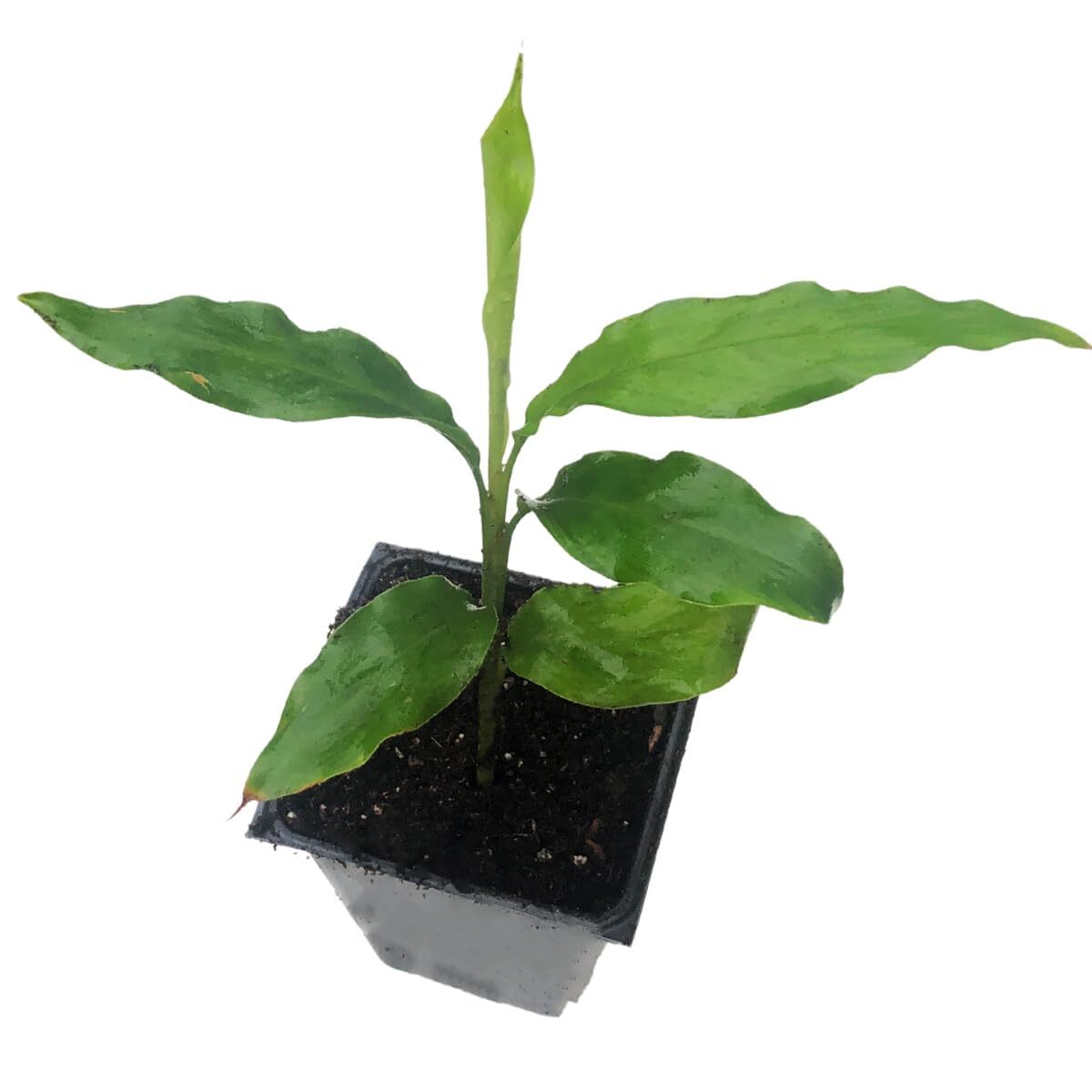 Ginger Cardamom Plant (Alpinia nutans) in 2.5 inch Pot | Live Shellflower,