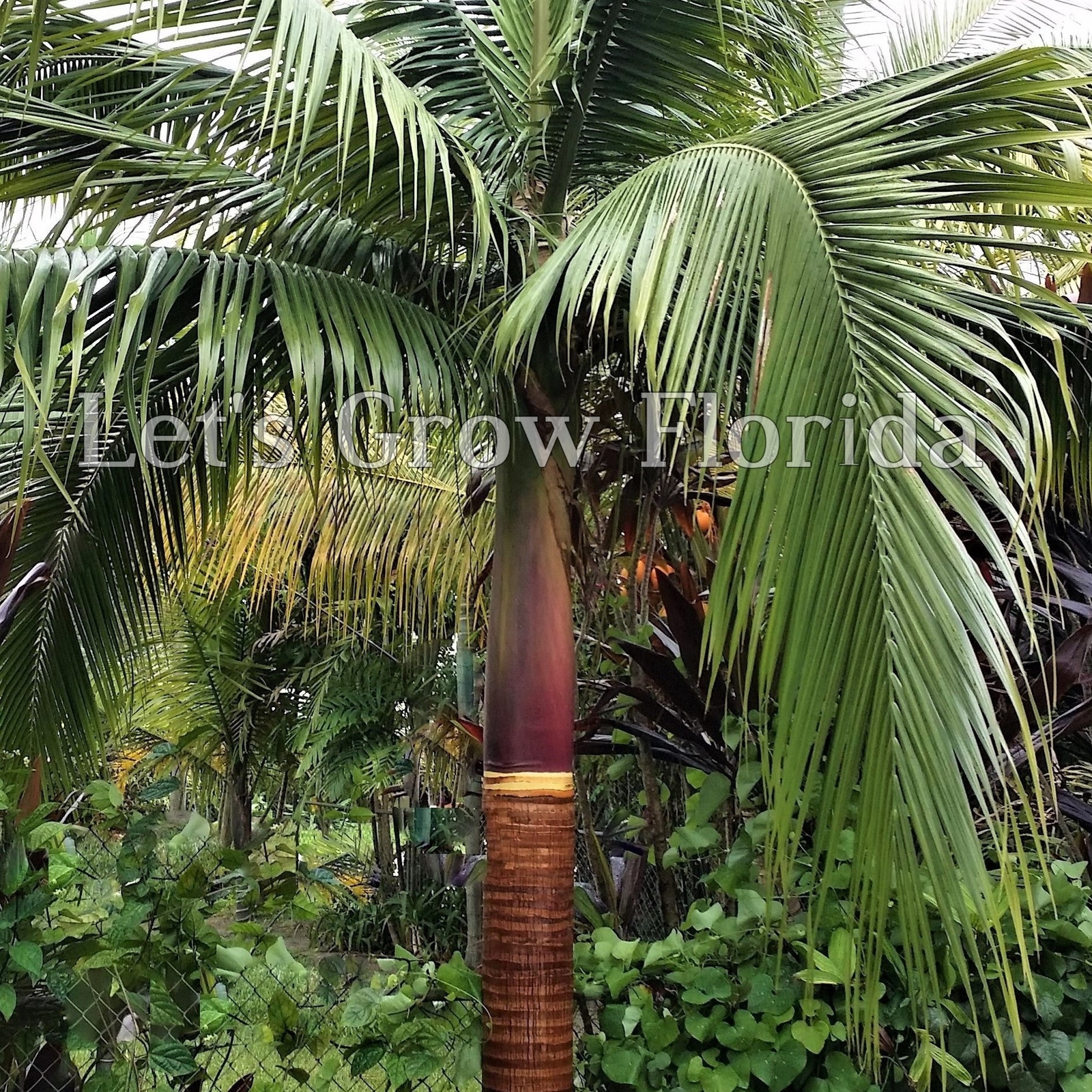 Satakentia liukiuensis Palm Tree