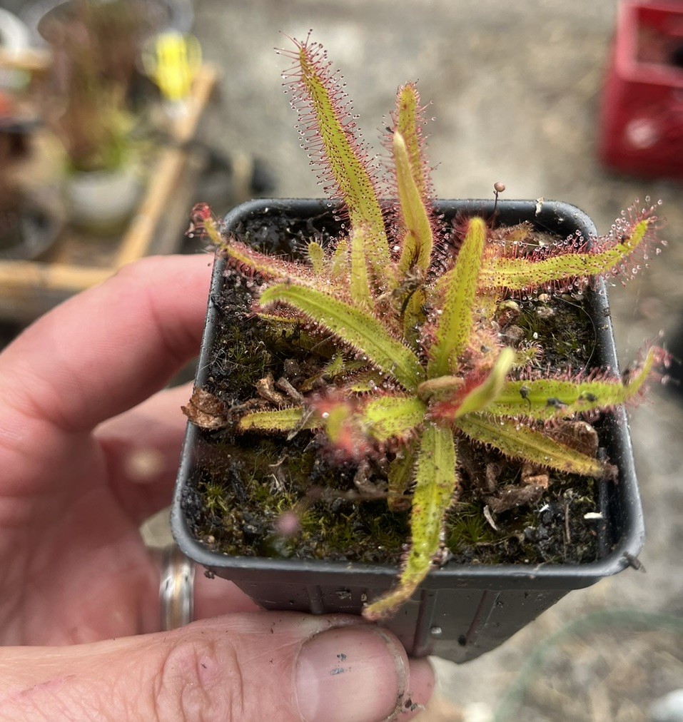 Drosera Adalae Live Carnivorous Plant Potted Sundew