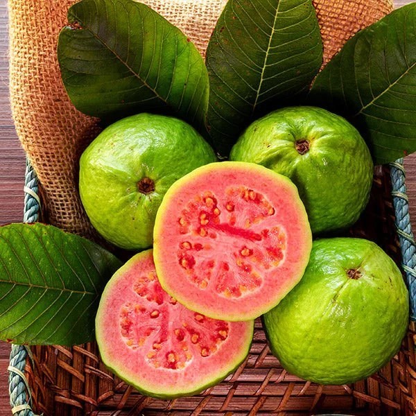 50 Red Guava Seeds – Tropical Fruit Tree with Sweet Pink Flesh for Home Garden
