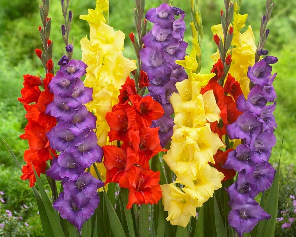 4 Gladiolus Bulbs, Mixed Colors – Sword Lily, Easy to Grow Perennial