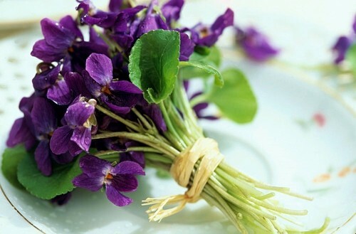 10 Rhizomes (Bulbs) of Viola Sororia (Blue Violet,Wood Violet,Hooded Violet)