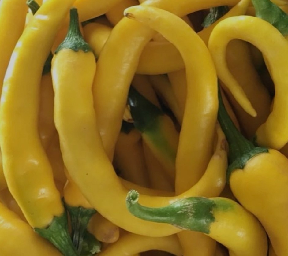 Golden Cayenne Pepper Seeds 10 Organic Seeds *Free Shipping*