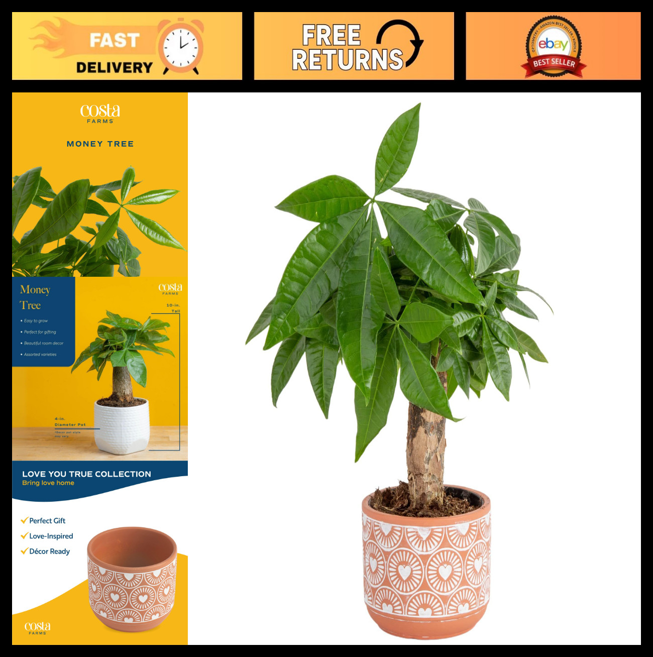 Live Money Tree Plant – 10″ Pachira Aquatica Bonsai, Pet-Friendly Indoor Decor,