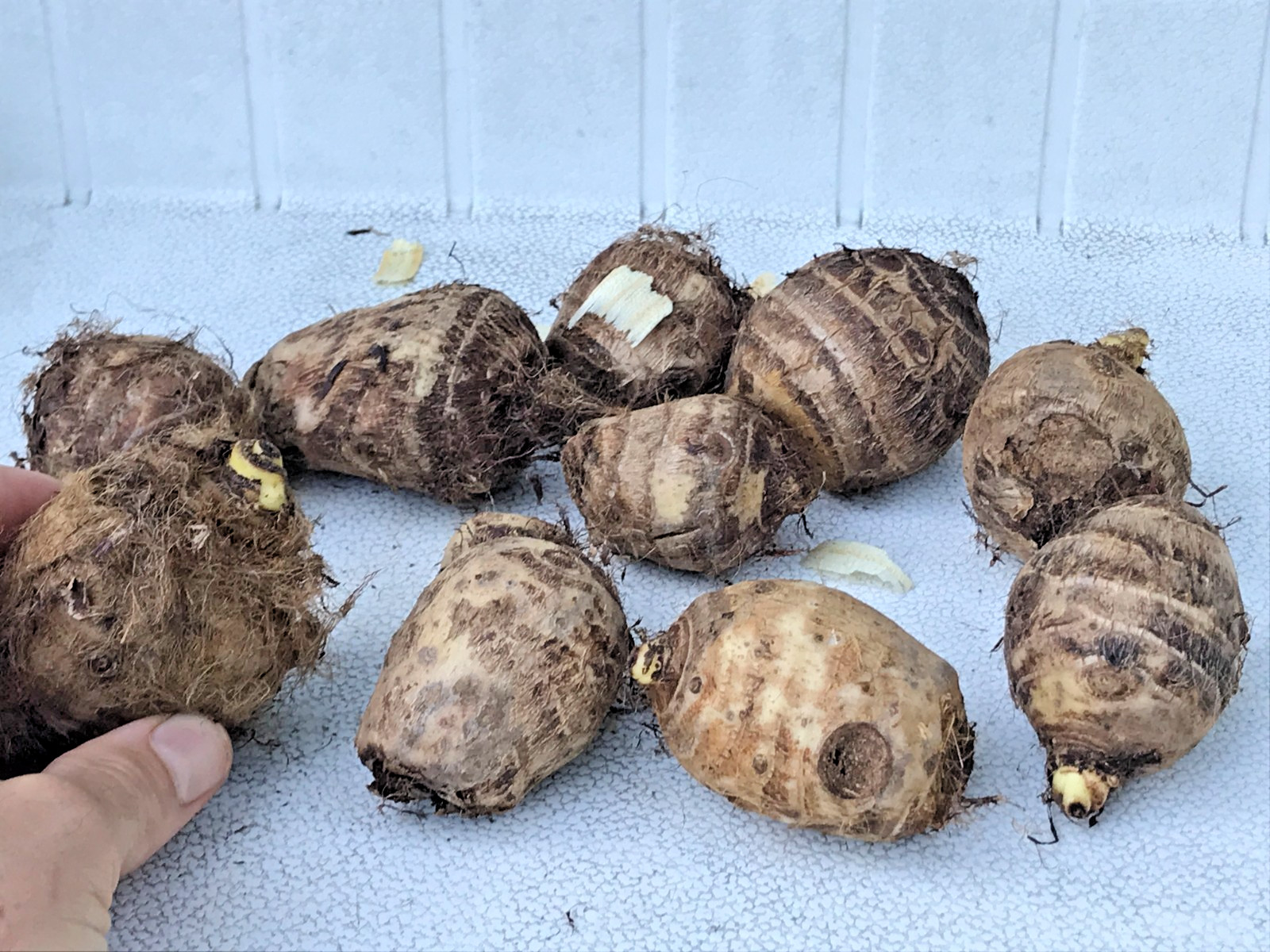Elephant Ear Bulbs (10-Pack) House Plant or Outdoot Plant – Tropical Perinneal
