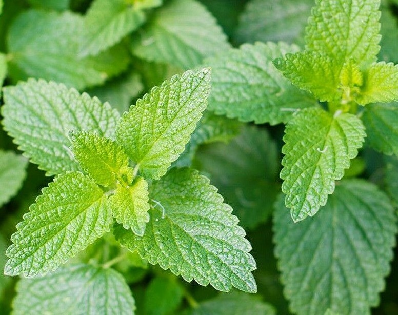 CATNIP SEEDS 1000+ COMMON CAT NIP perennial herb GARDEN kitty MEOW FREE SHIPPING
