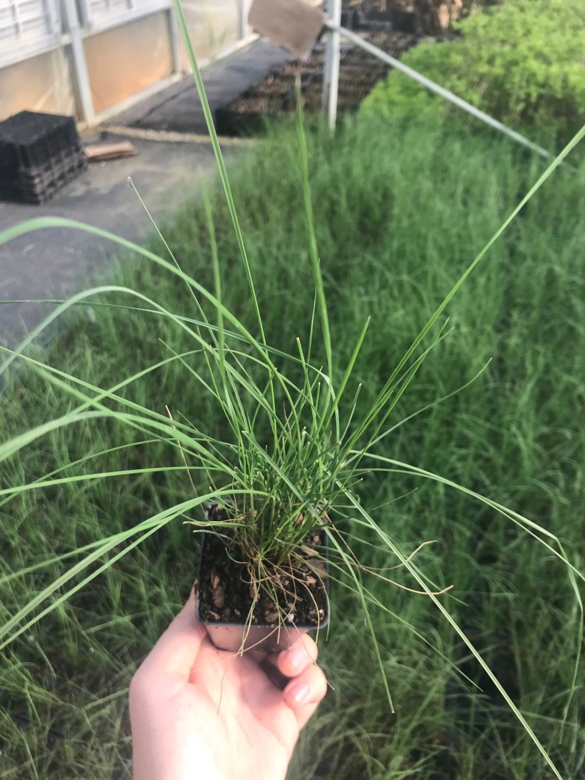 3 Pink Muhly Grass in 2.5 Inch Containers by Daylily Nursery (3 Pots of Plants)