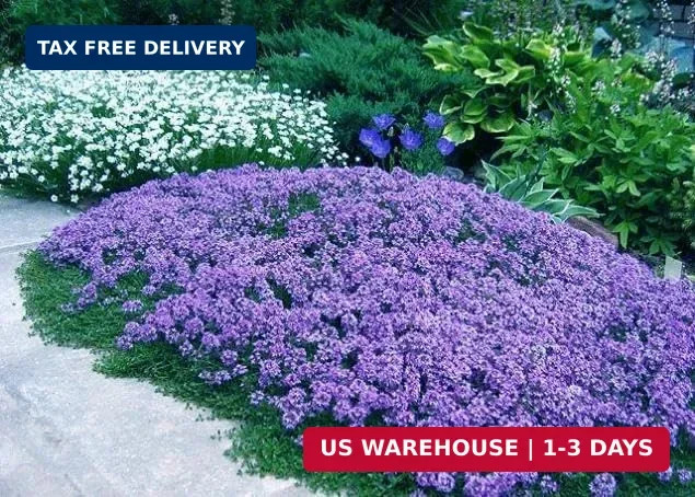 20,000+ Creeping Thyme Seeds Ground Cover, Non-GMO Perennial Flower Seeds, Hardy