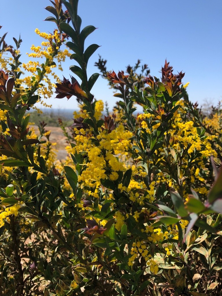 Legume and Grass Companion Plant Mix – Acacia, Desmanthus, Phalaris