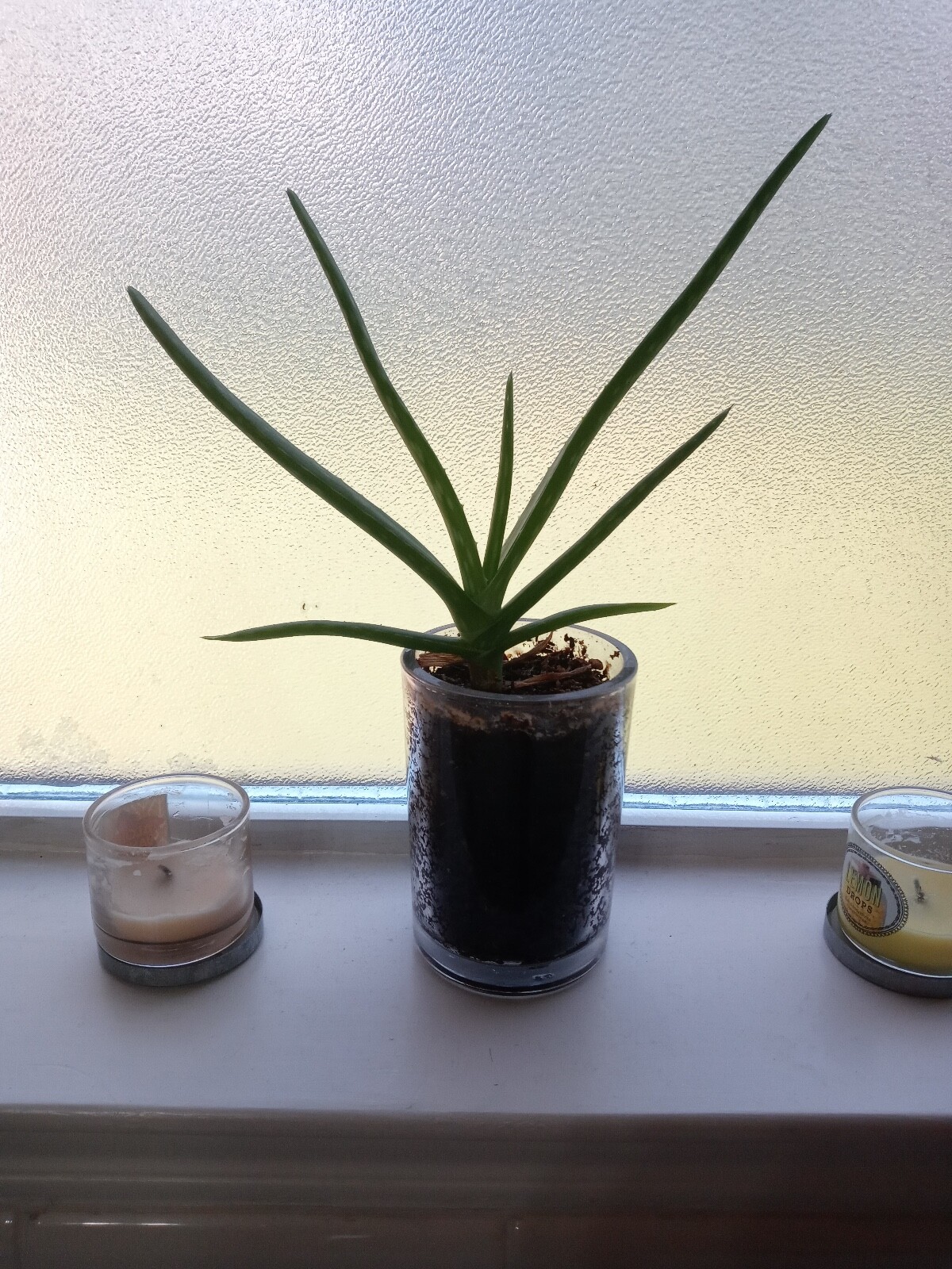 Aloe Vera (barbadensis) Mature medium to large sized Live Single Plant