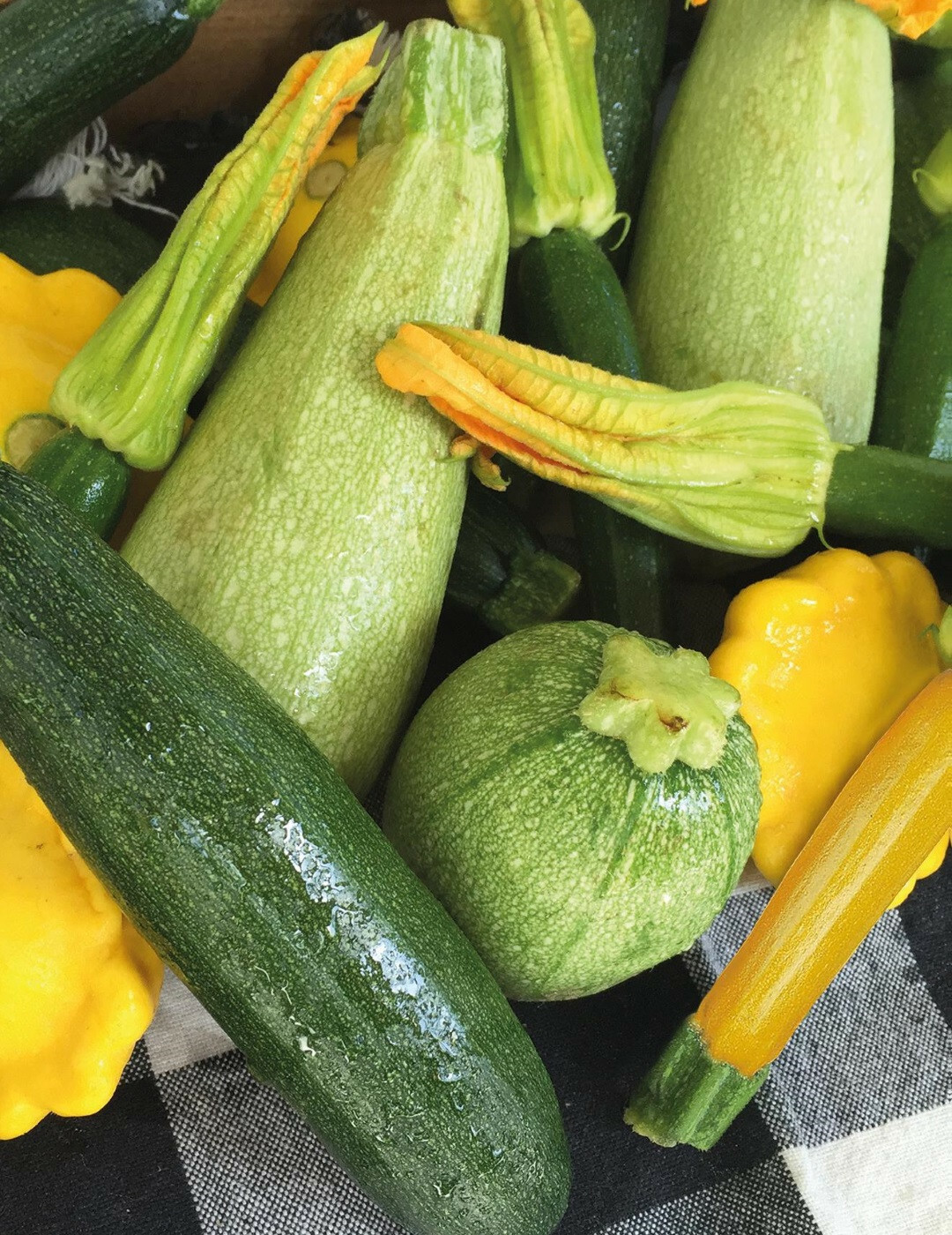 5 Species Summer Squash Mix Seeds | 3 Zucchinis Patty Pan etc 2024 Fast Shipping