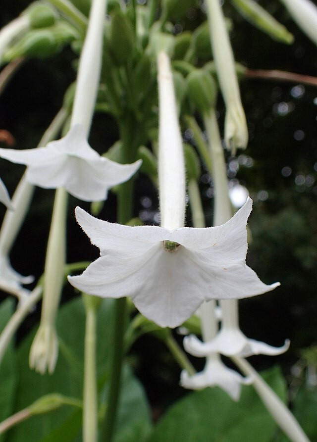 FLOWERING TOBACCO 550 SEEDS, WHITE, LONG, TUBULAR FLOWERS, NICOTIANA SYLVESTRIS