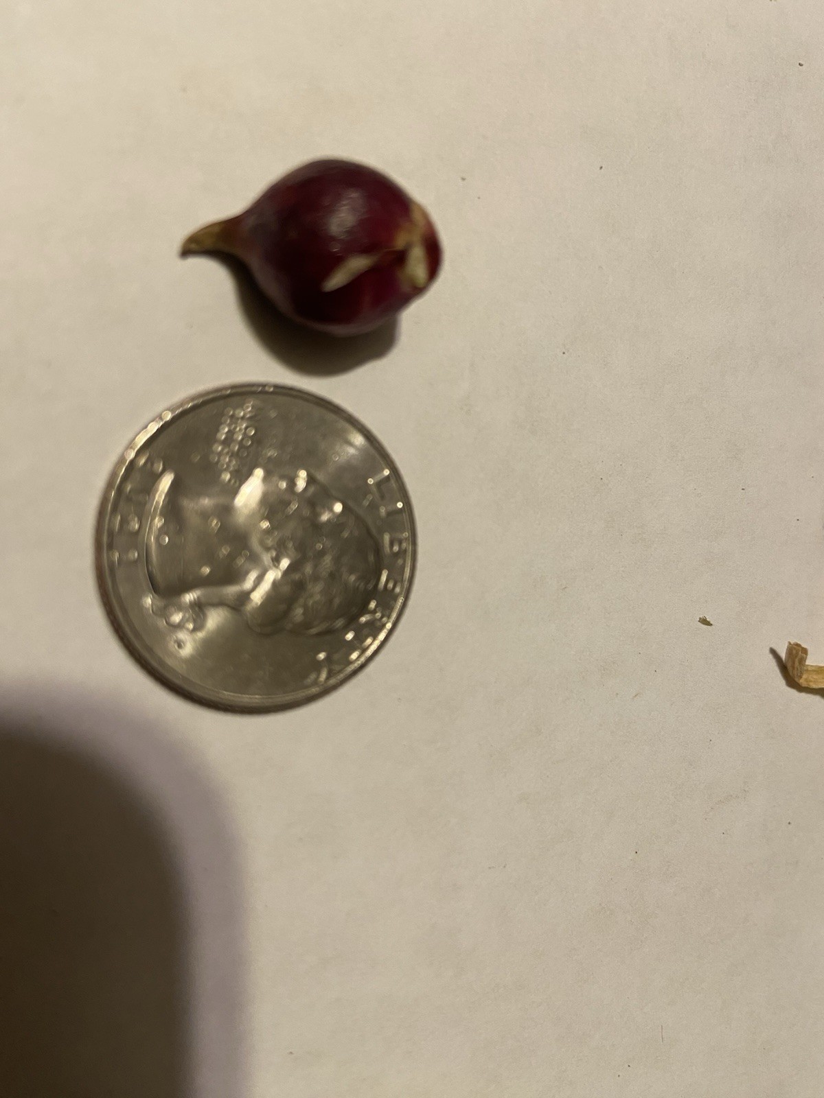 Egyptian Walking Onion Bulblets 30 Smaller Sz Lot Organic Heirloom 2026 Harvest