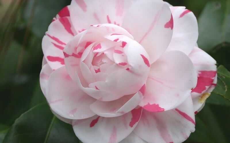 **LA PEPPERMINT**Bicolor Bloom**Camellia Japonica-Live Starter Plant -USA SELLER