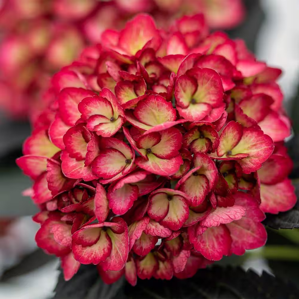 2 Gal. Eclipse Bigleaf Hydrangea Shrub with Dark Purple Foliage and Cranberry Fl