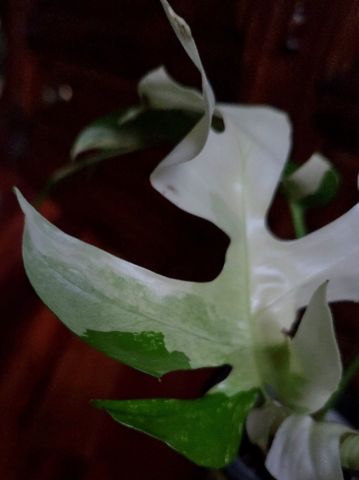 Rare Rhaphidophora Tetrasperma Albo 12″Tall Monstera No Philodendron Anthurium