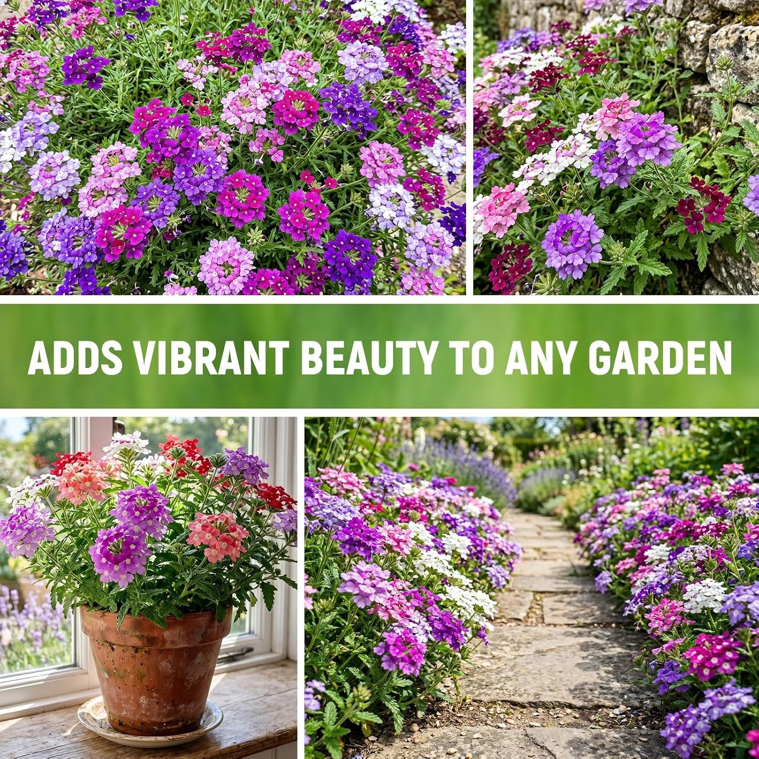 Verbena Seeds, High Germination Rate, Borders, Continuous Seasonal Color