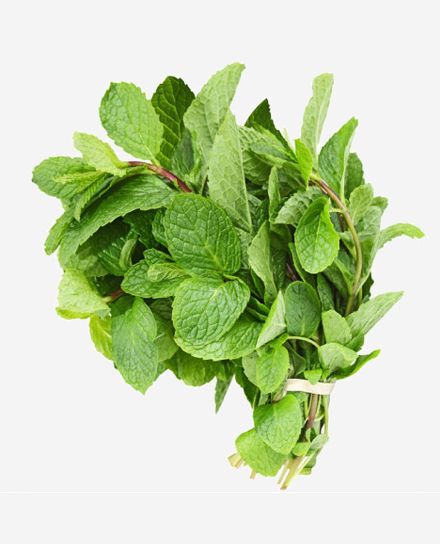 MINT HERB SEEDS – RAU HÚNG LŨI | 85% GERMINATION | (1000+ PCS)