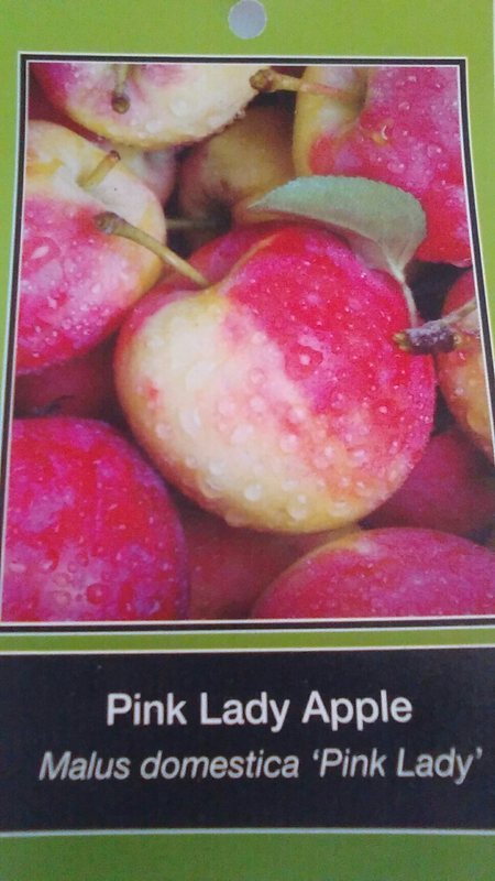 PINK LADY APPLE 4-6 Ft TREE PLANT SWEET JUICY FRESH APPLES FRUIT TREES PLANTS