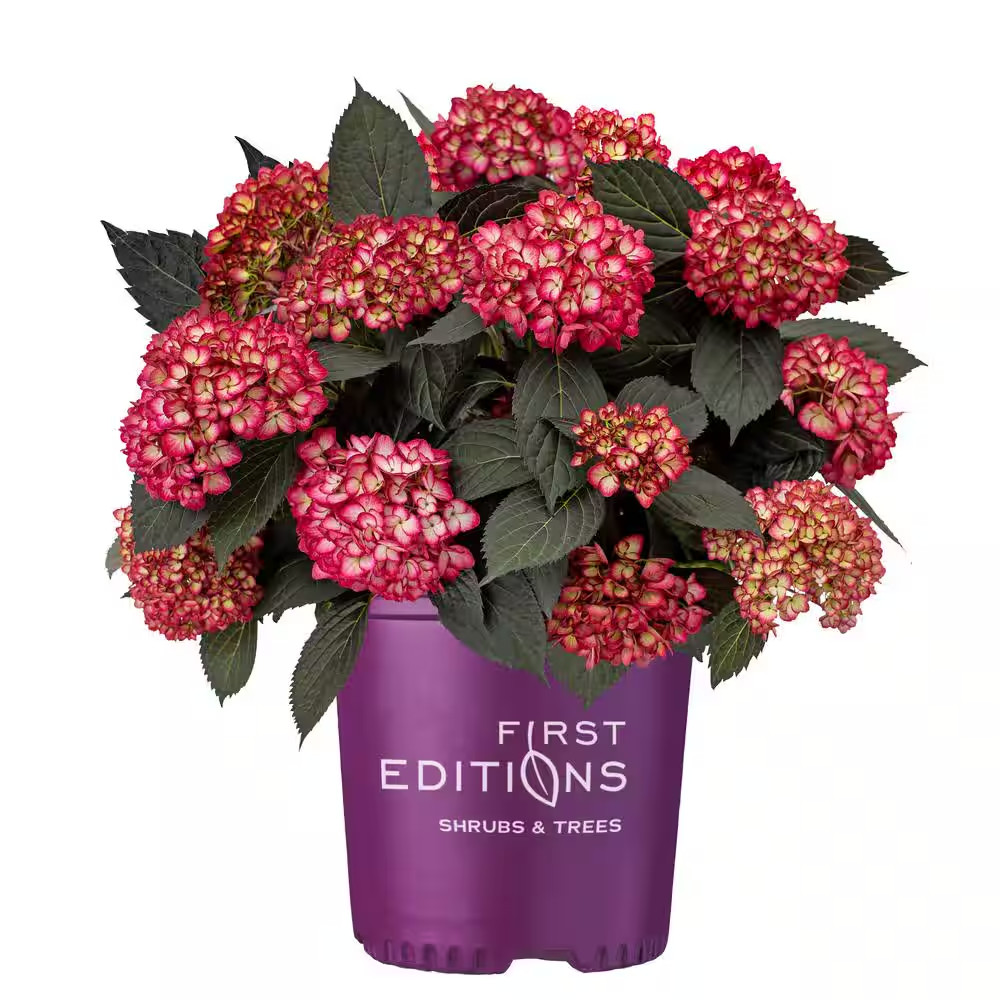 2 Gal. Eclipse Bigleaf Hydrangea Shrub with Dark Purple Foliage and Cranberry Fl